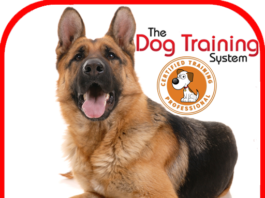 Best Free Puppy Training Apps | 2023 Free Dog Training Apps