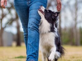 Top 5 Dog Training Apps | 2023 free dog training apps